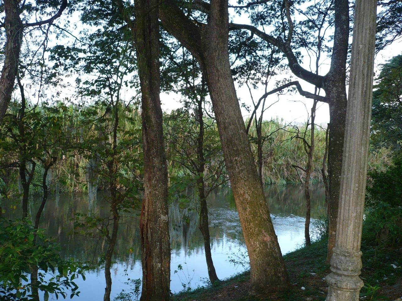 Tree-lined bank of the La Vieja river