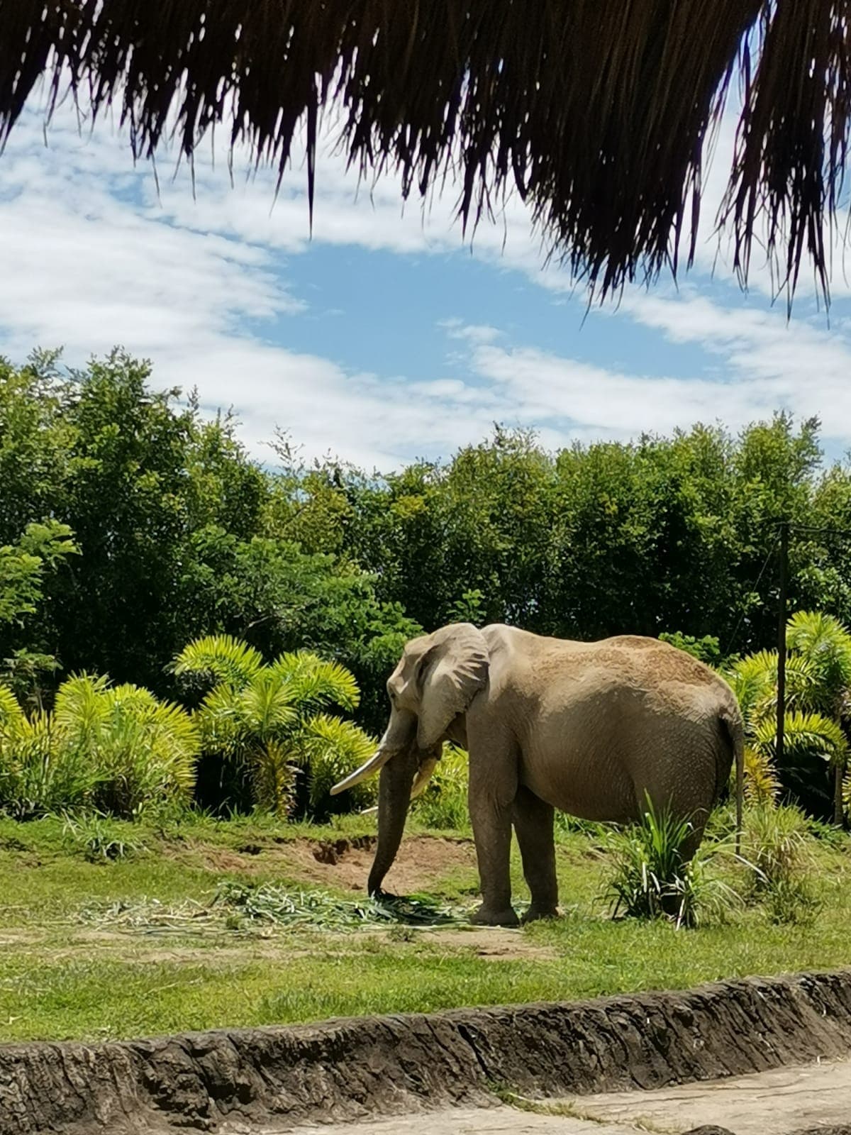An elephant at Ukumarí Biopark