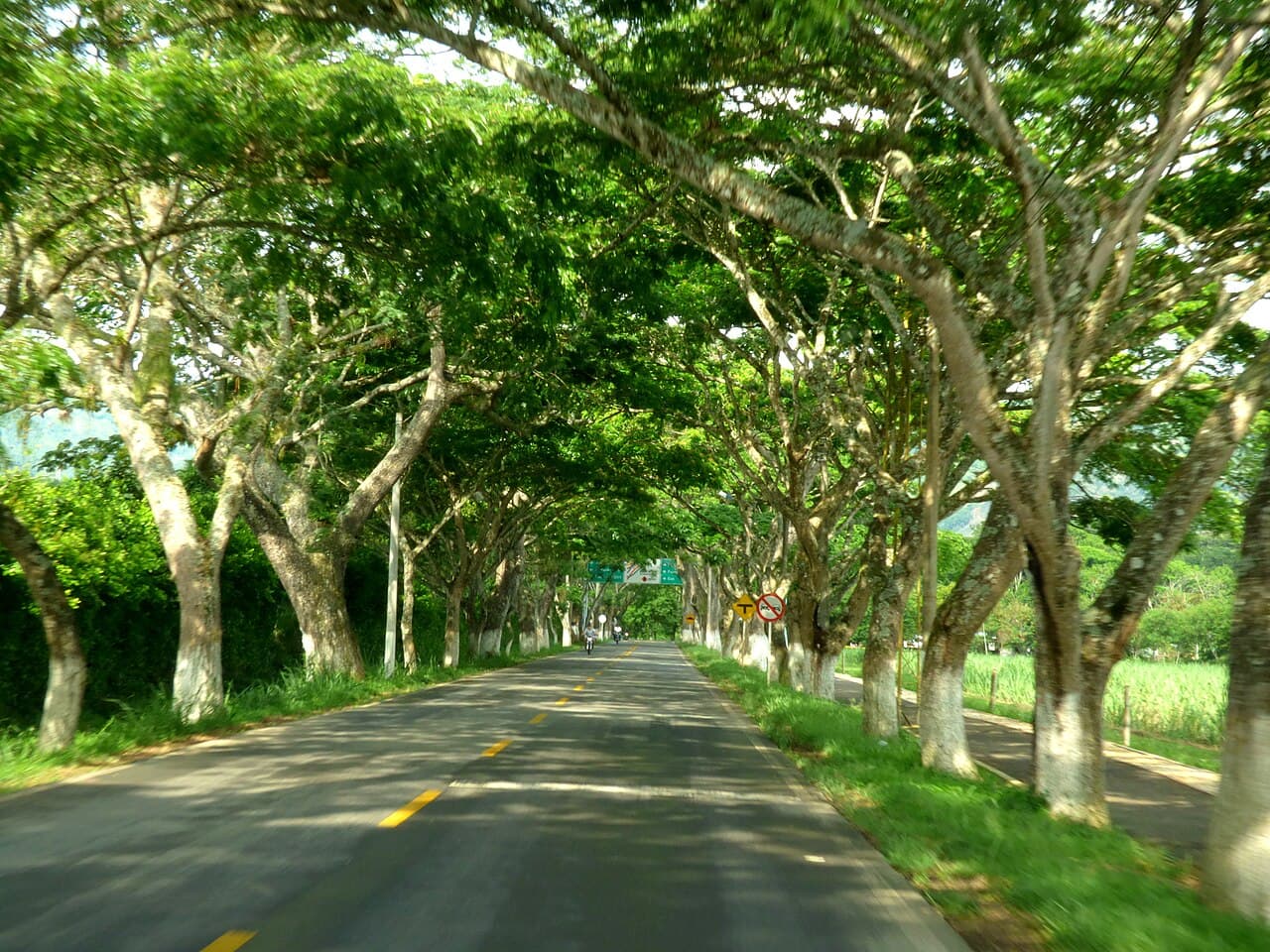Túnel de samanes en la entrada a Viterbo, Caldas